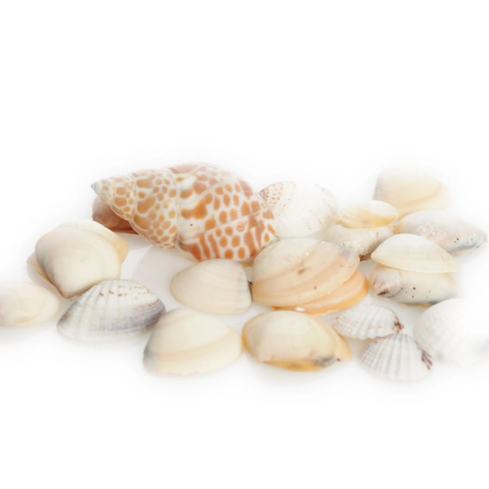 Bag of Mixed Shells Best