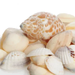 Bag of Mixed Shells Best