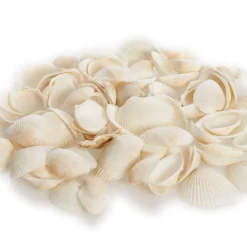 Bag of Small Clam Shells Cheap