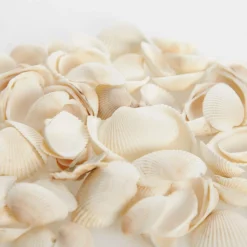 Bag of Small Clam Shells Cheap