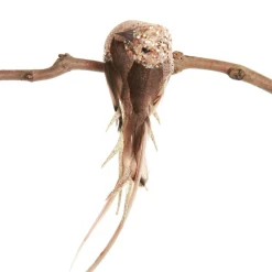 Champagne Pink Bird Clip Best