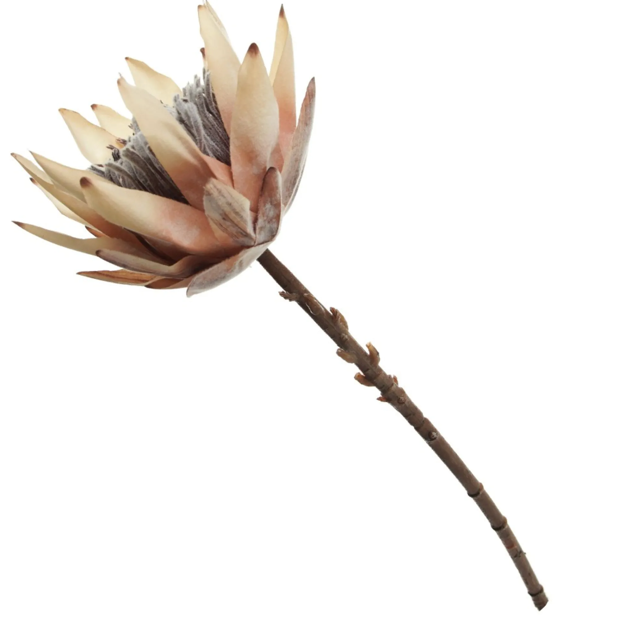 Dried King Protea Flower Stem Shop