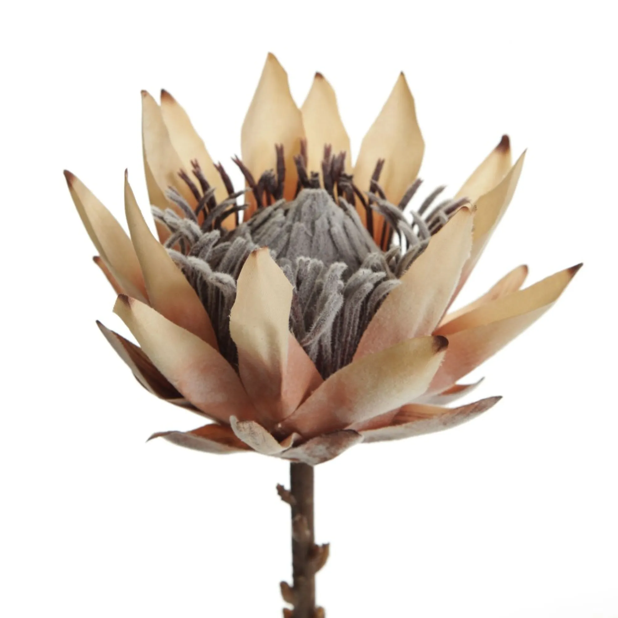 Dried King Protea Flower Stem Shop