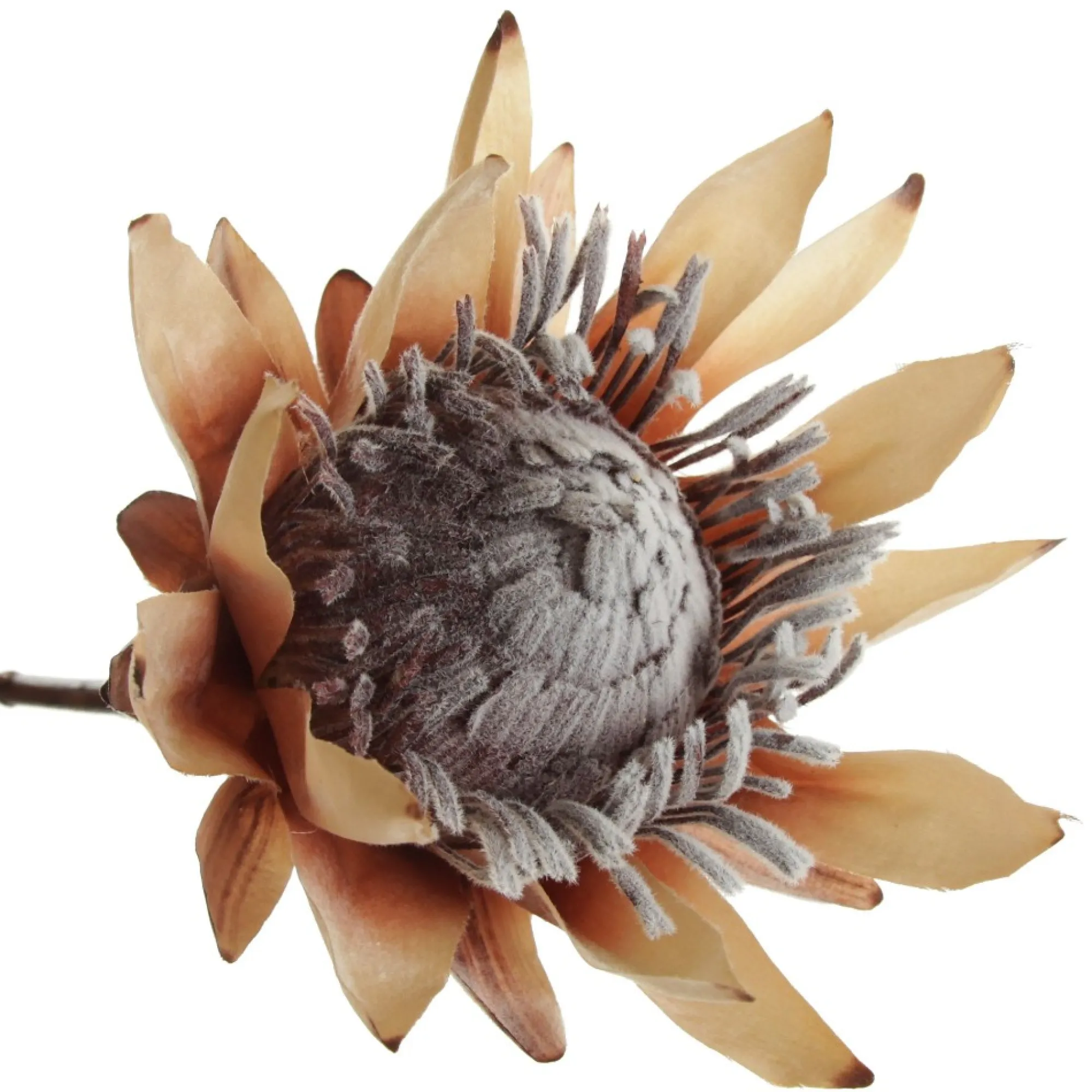 Dried King Protea Flower Stem Shop