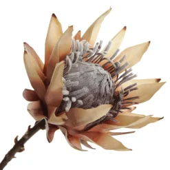 Dried King Protea Flower Stem Shop