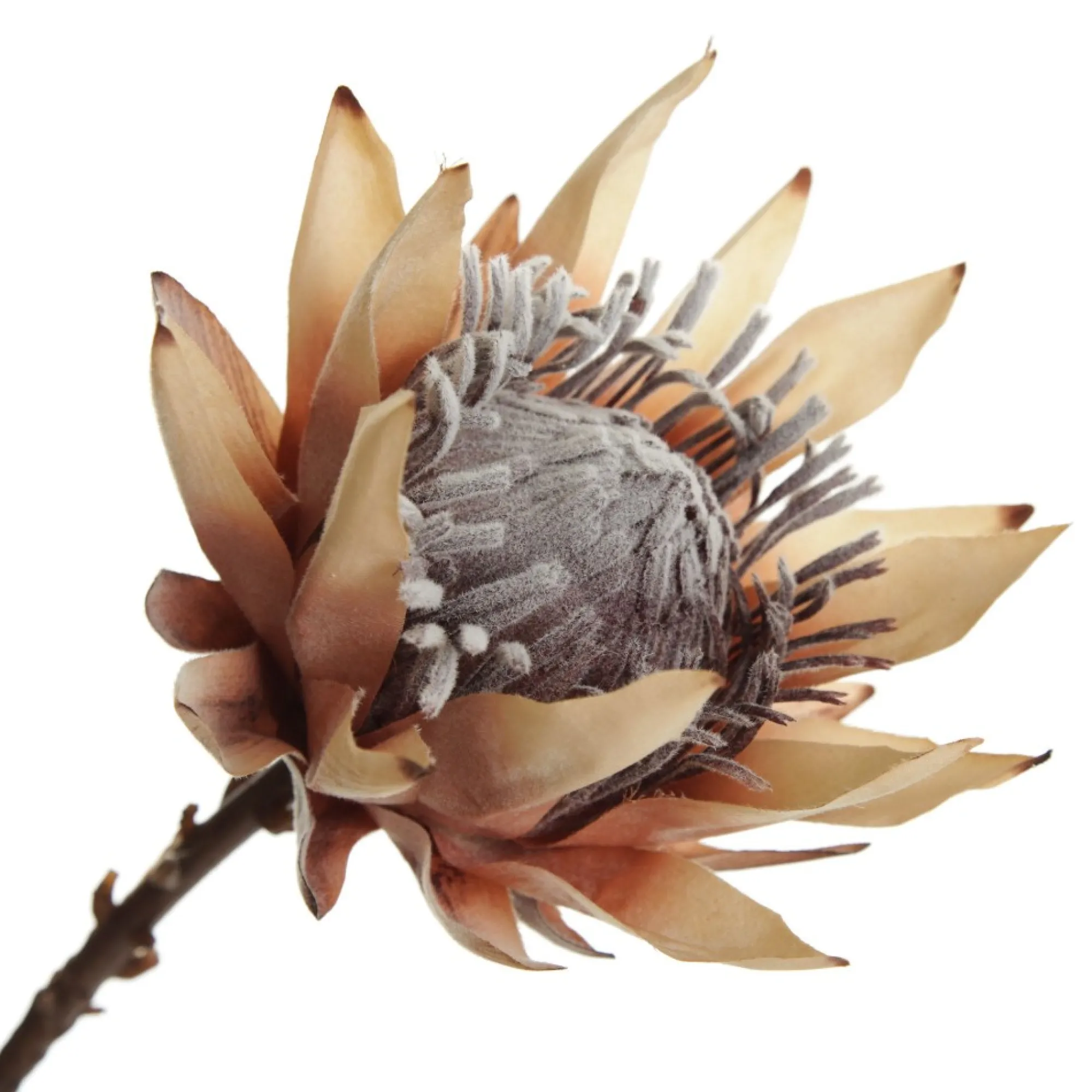 Dried King Protea Flower Stem Shop