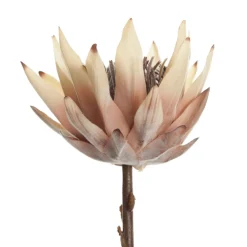 Dried King Protea Flower Stem Shop