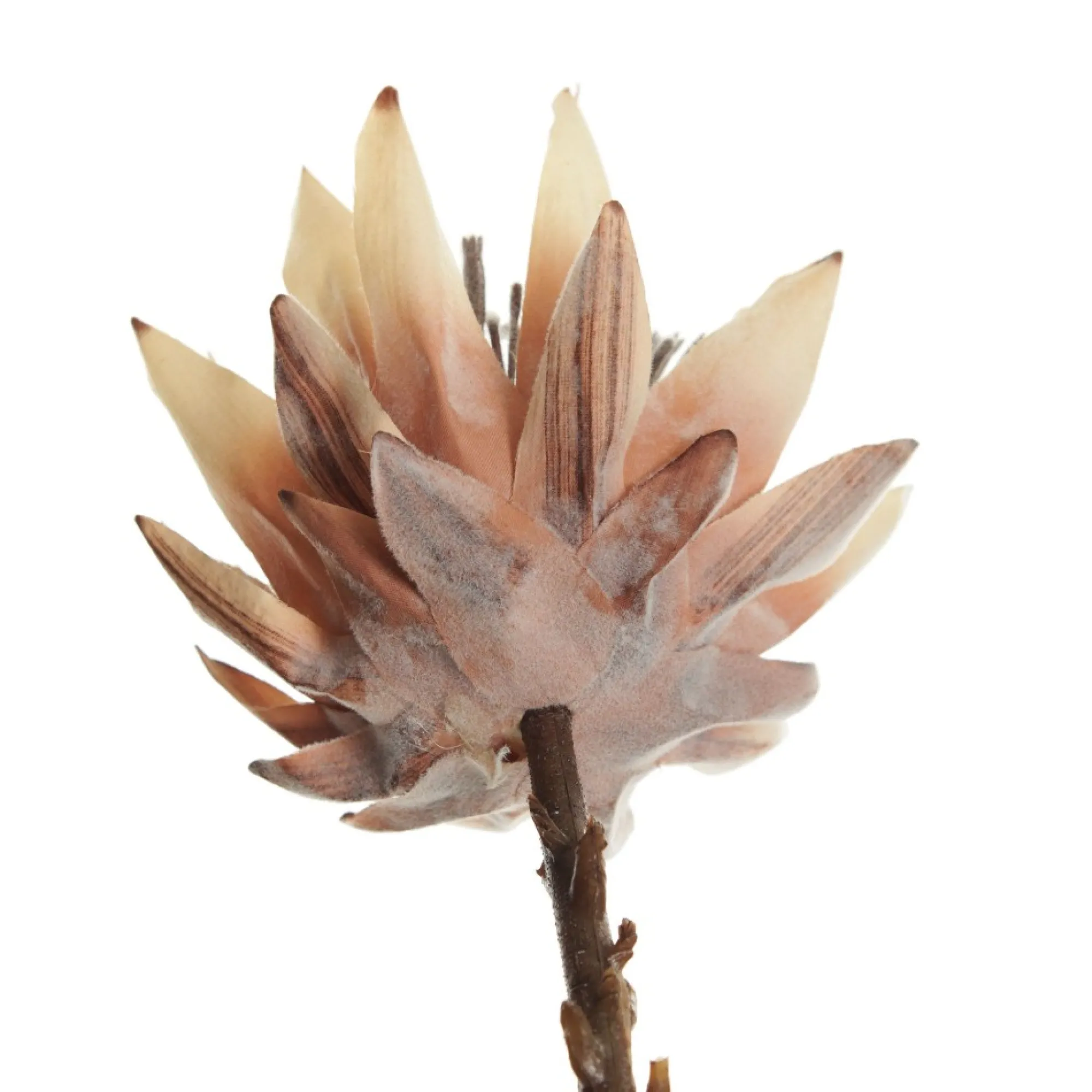 Dried King Protea Flower Stem Shop