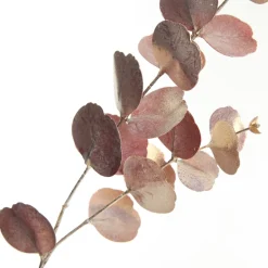 Dusky Pink Round Leaf Eucalyptus Dollar Gum Spray Hot