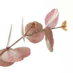 Dusky Pink Round Leaf Eucalyptus Dollar Gum Spray Hot
