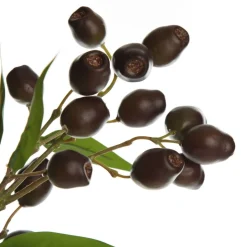 Eucalyptus Brown Gumnut Branch Spray Shop