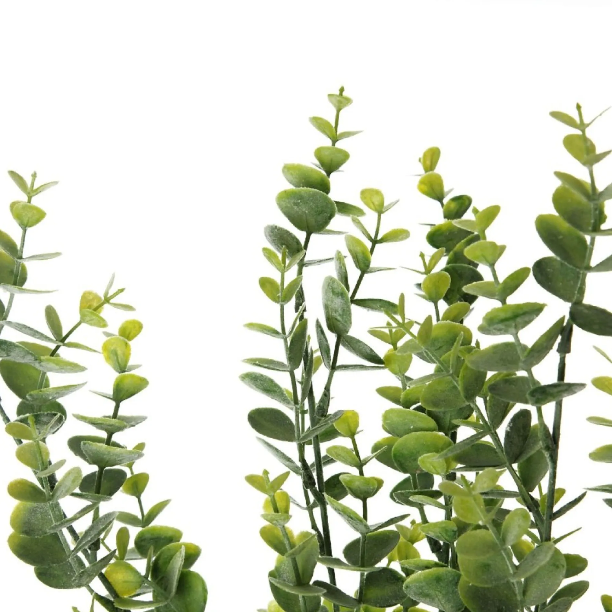 Eucalyptus Bush Spray Clearance