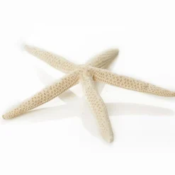 Finger Starfish White Fashion