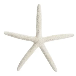 Finger Starfish White Small Online