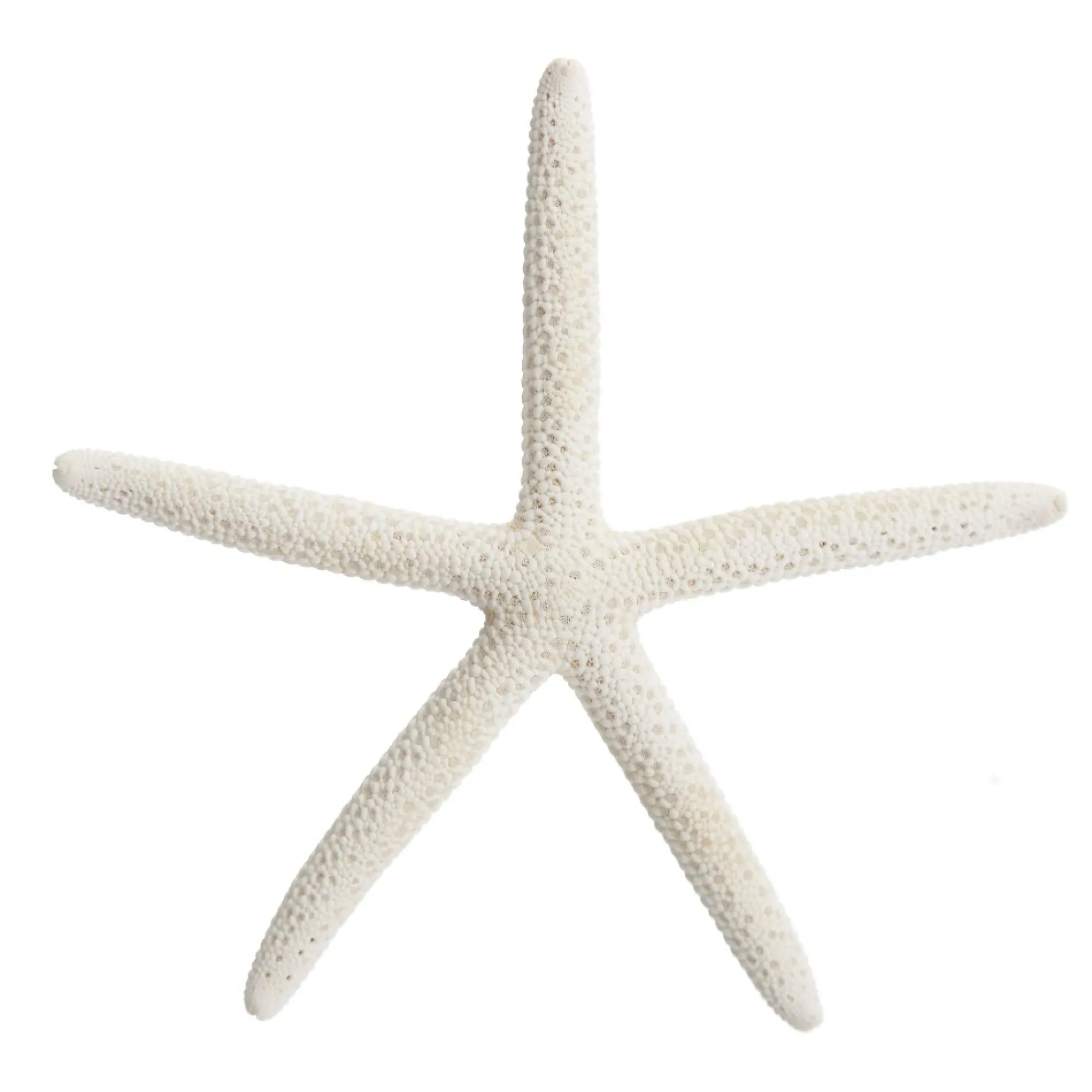 Finger Starfish White Small Online