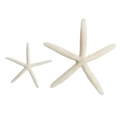 Finger Starfish White Small Online