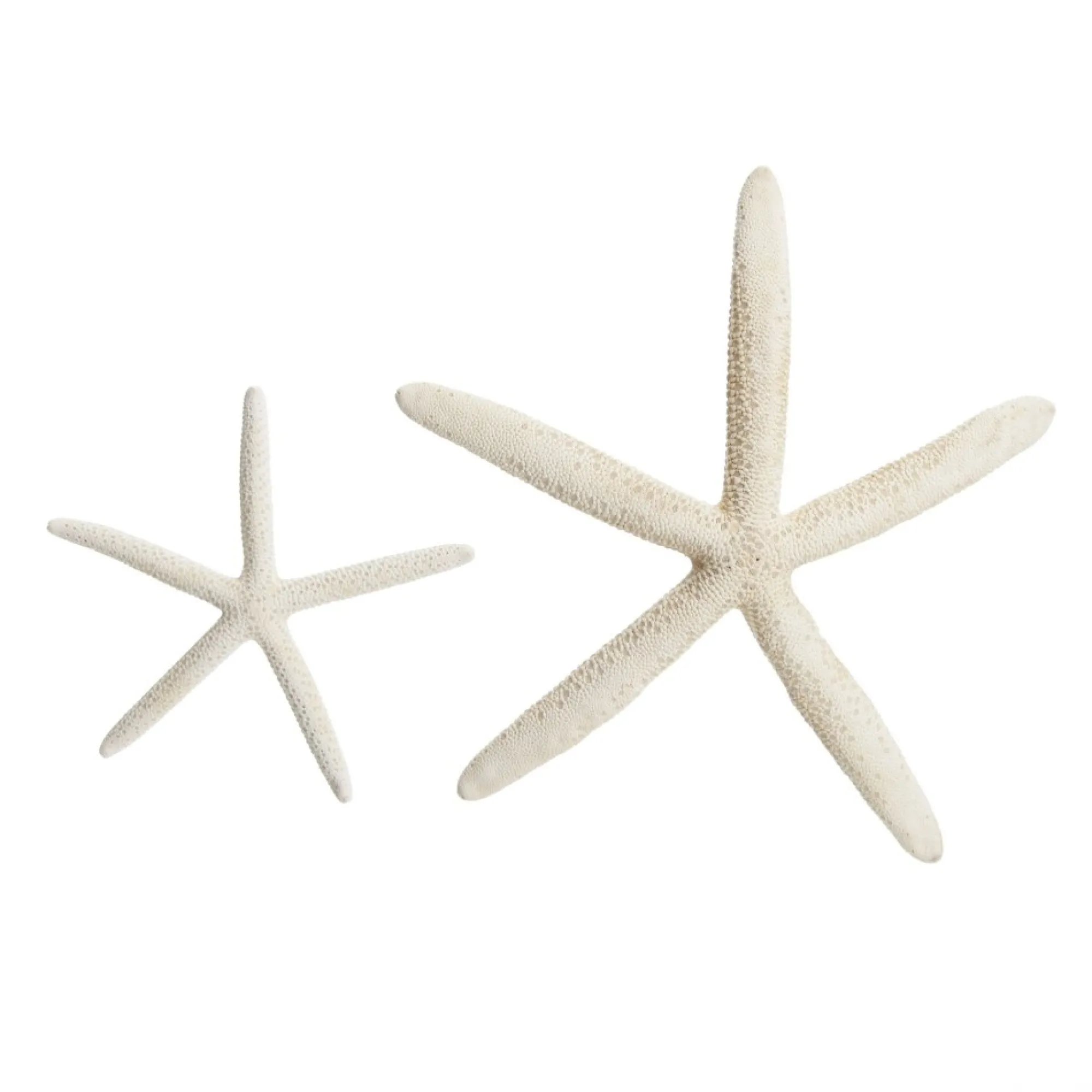 Finger Starfish White Small Online