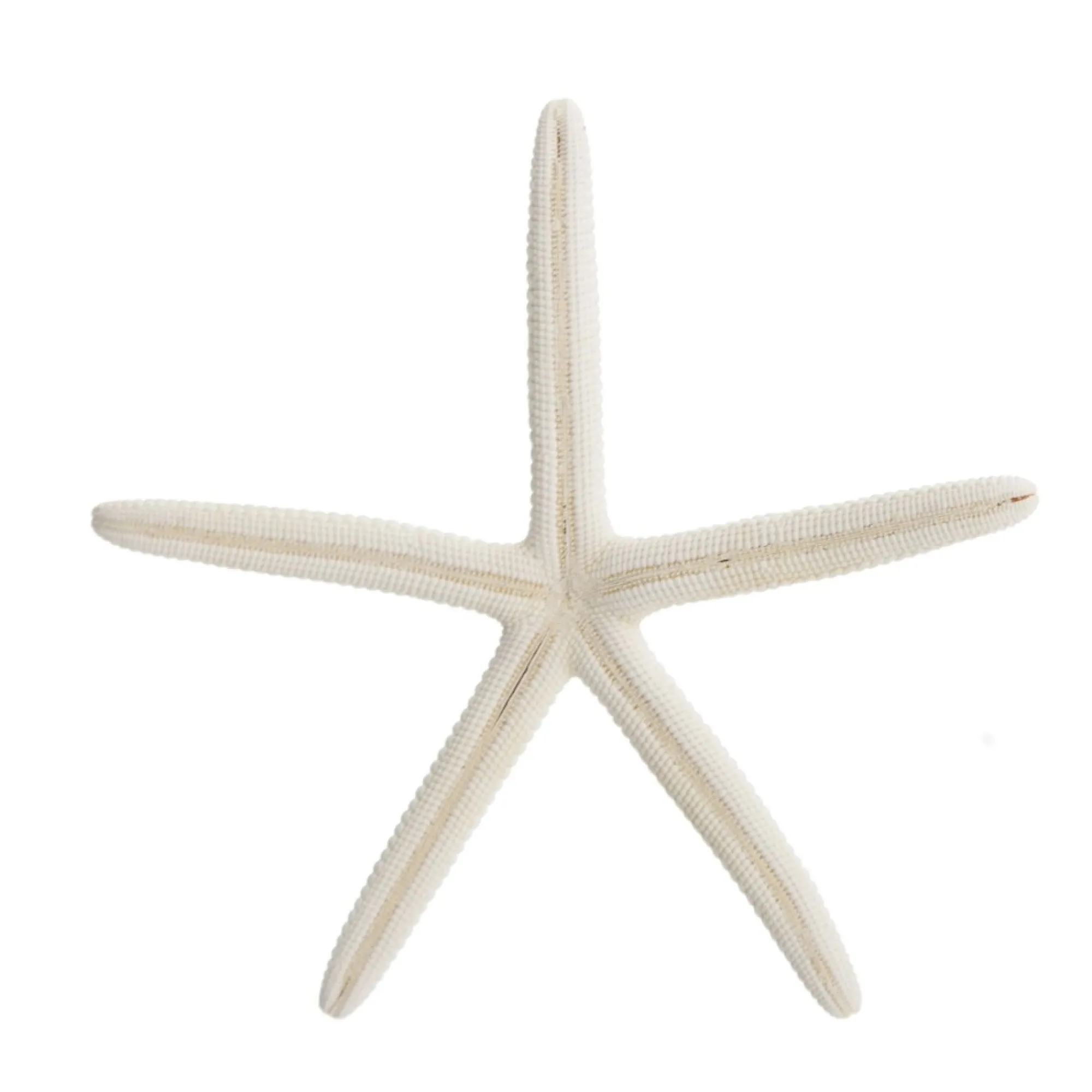 Finger Starfish White Small Online