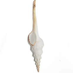 Hanging Conch Shell Tree Decoration Store