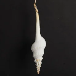 Hanging Conch Shell Tree Decoration Store