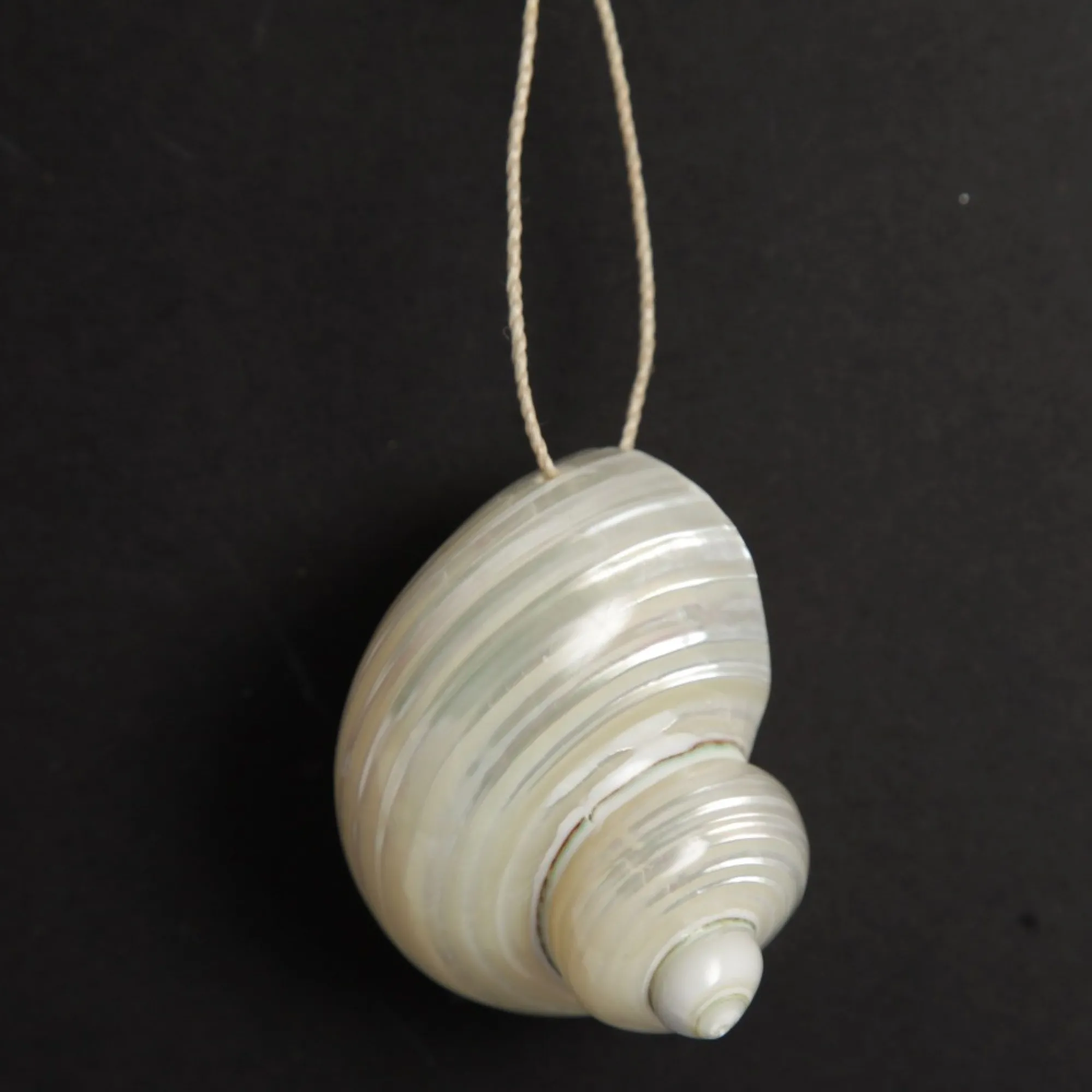 Hanging Silvermouth Shell Tree Decoration Clearance