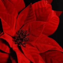 Layered Red Velvet Poinsettia Flower Stem Hot