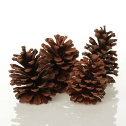 Medium Natural Real Pine Cones - Pack of 4 Sale