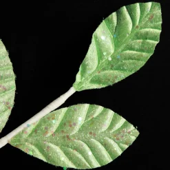 Mint Green Glitter Leaf Spray New