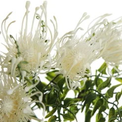 Native Cream Pincushion Protea Flower Spray Shop
