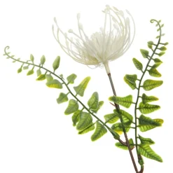 Native Cream Pincushion Protea Flower Spray Shop