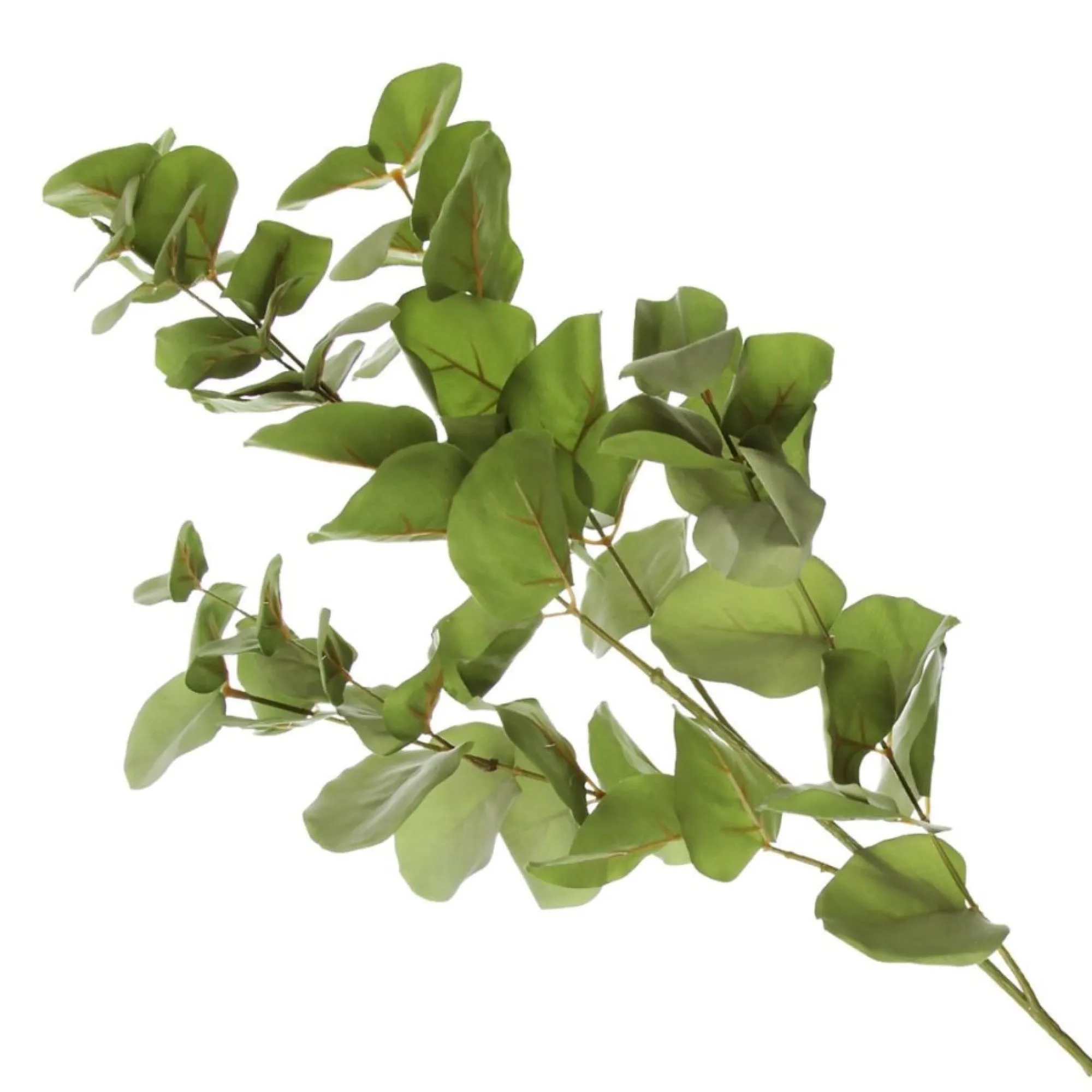 Native Eucalyptus Leaf Spray Flash Sale