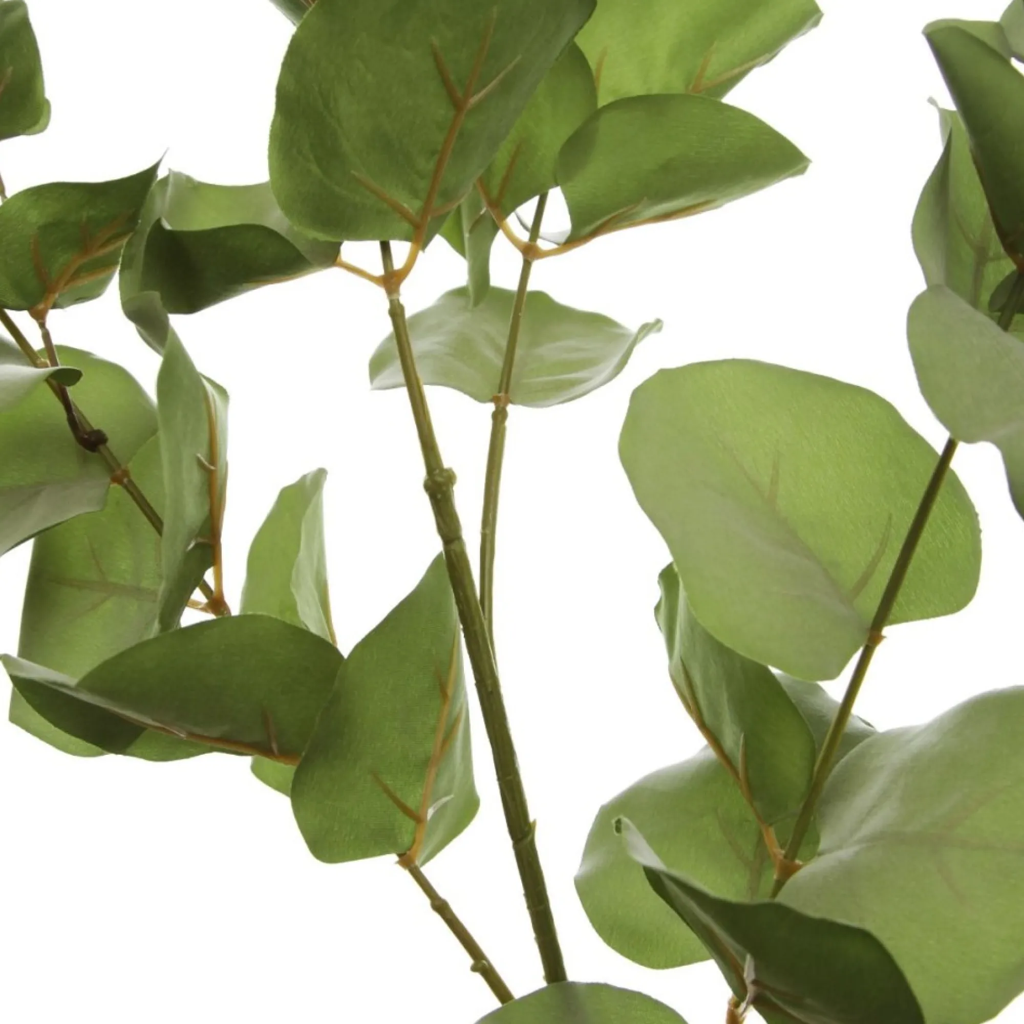 Native Eucalyptus Leaf Spray Flash Sale