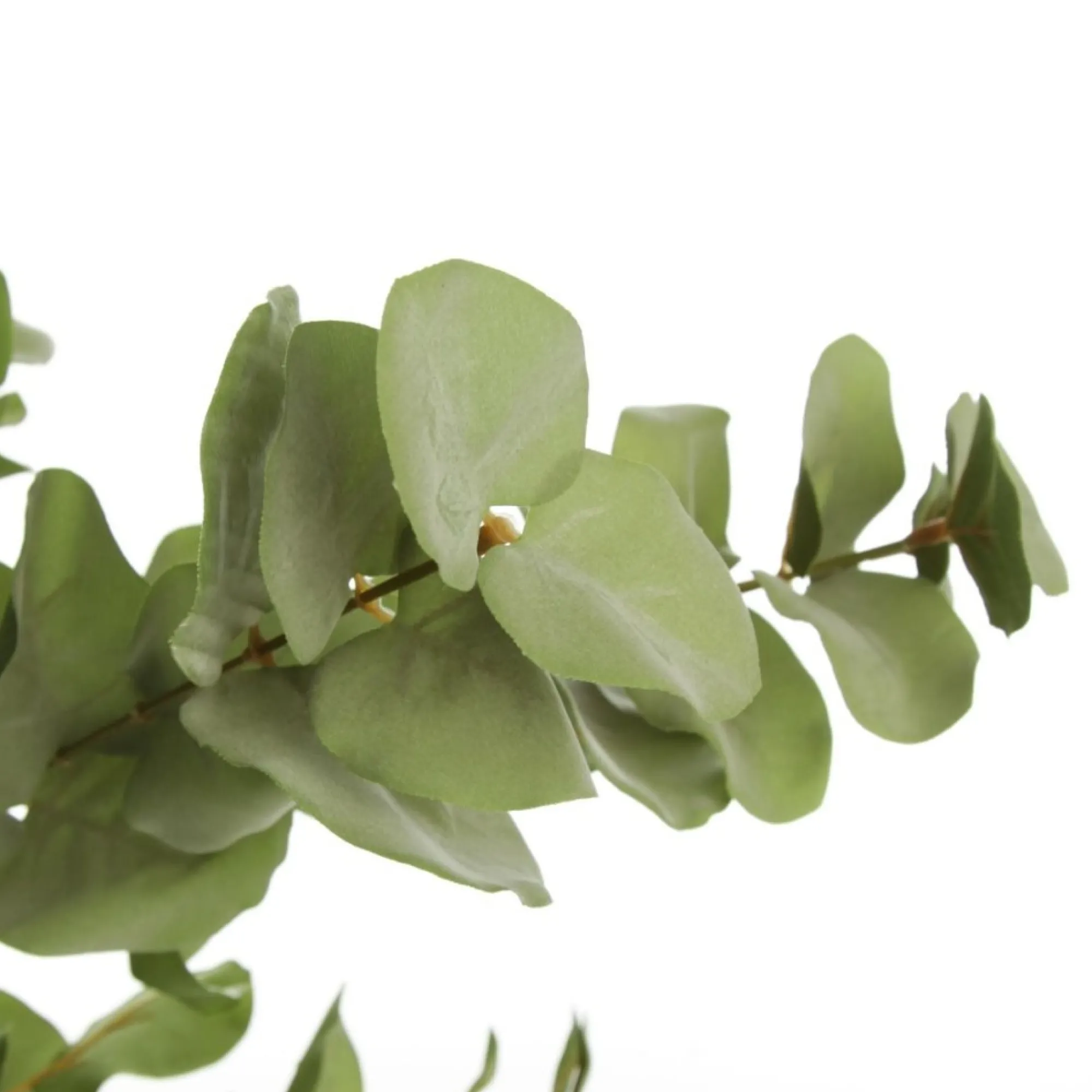 Native Eucalyptus Leaf Spray Flash Sale