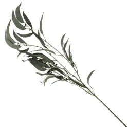 Native Eucalyptus Leaf Spray with Gumnuts New