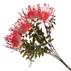 Native Red Pink Pincushion Protea Flower Spray Discount