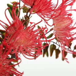 Native Red Pink Pincushion Protea Flower Spray Discount