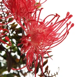 Native Red Pink Pincushion Protea Flower Spray Discount