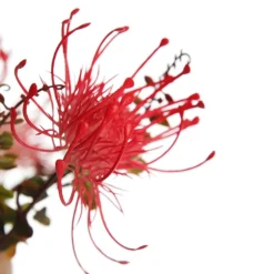 Native Red Pink Pincushion Protea Flower Spray Discount
