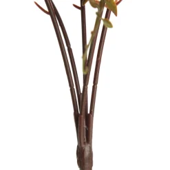 Native Red Pink Pincushion Protea Flower Spray Discount