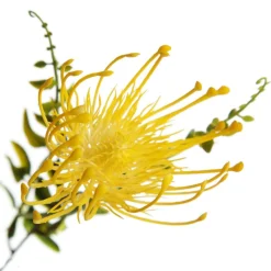 Native Yellow Pincushion Protea Flower Spray Flash Sale