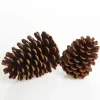 Natural Pine Cone Cheap