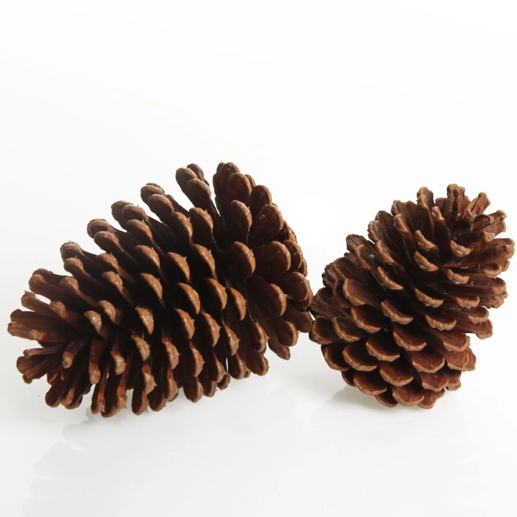 Natural Pine Cone Cheap