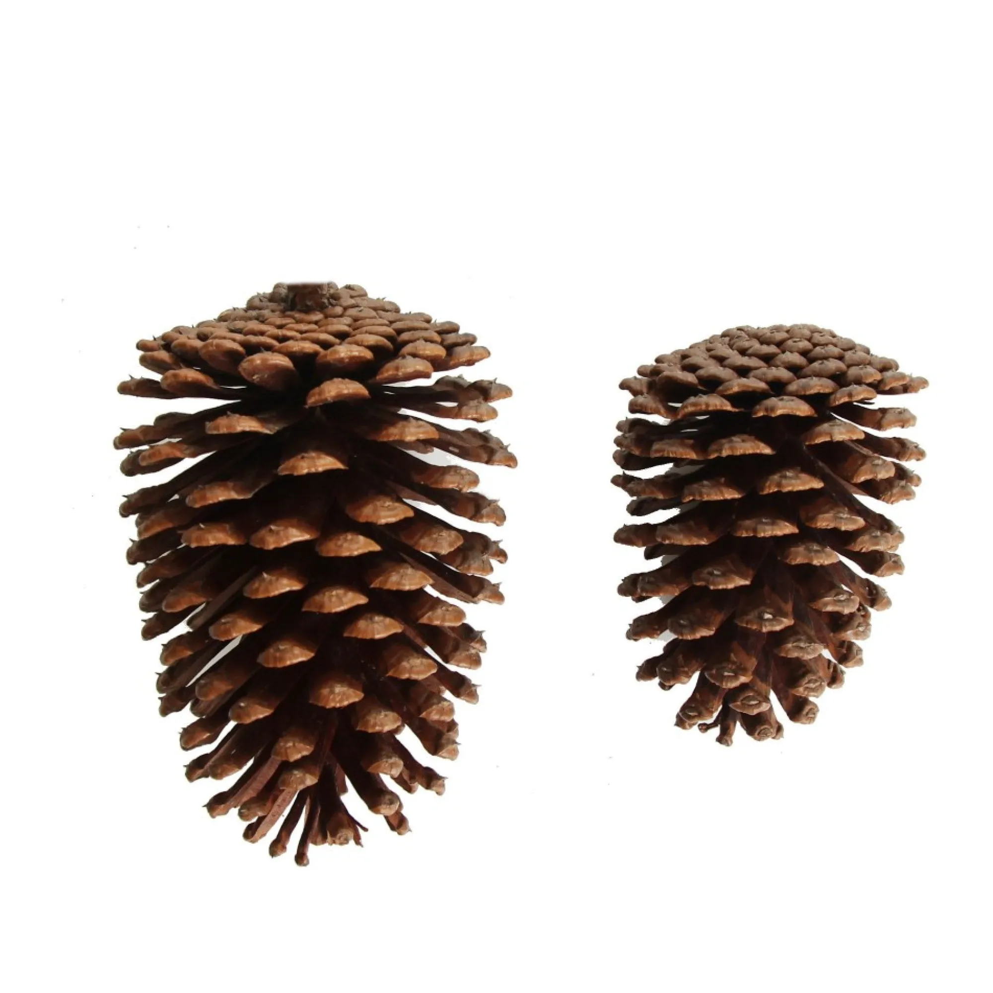 Natural Pine Cone Cheap