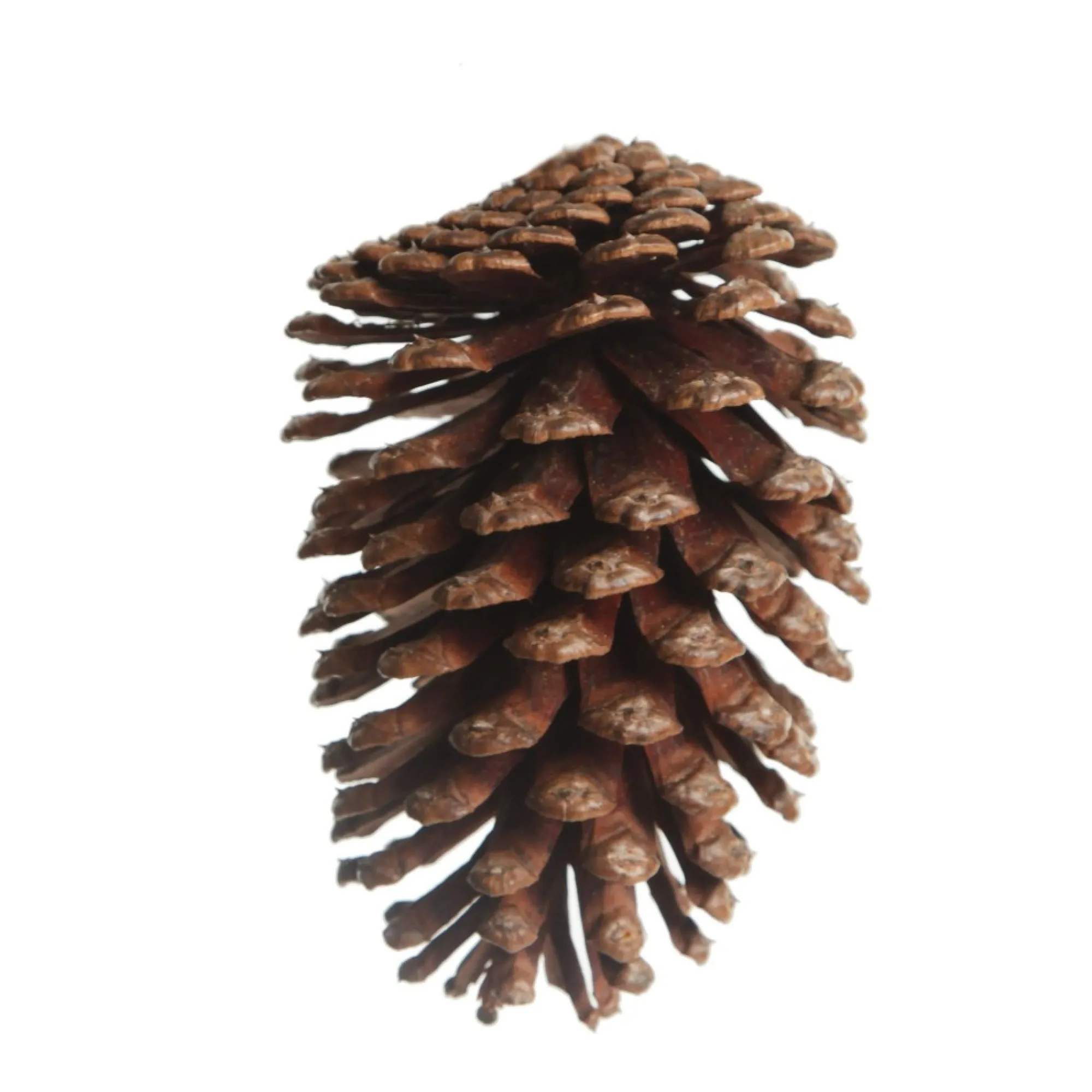 Natural Pine Cone Cheap