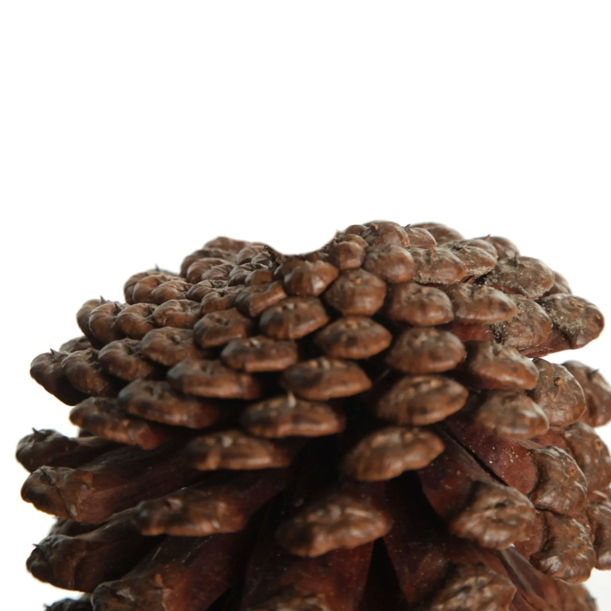 Natural Pine Cone Cheap