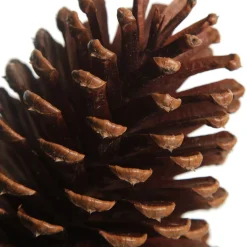 Natural Pine Cone Cheap