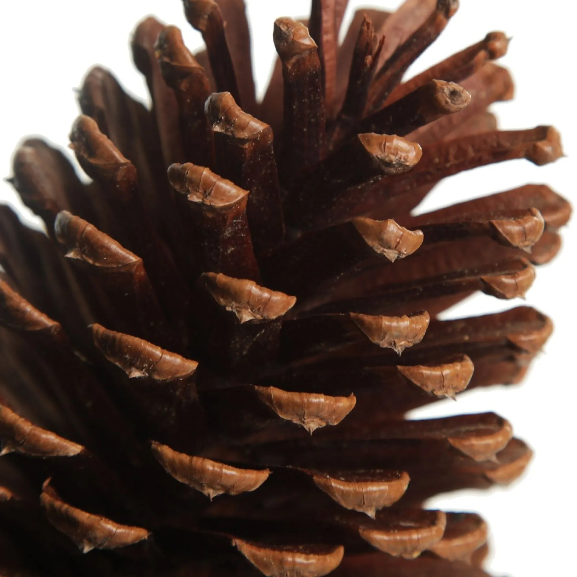 Natural Pine Cone Cheap