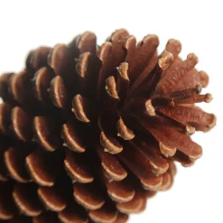 Natural Pine Cone Cheap
