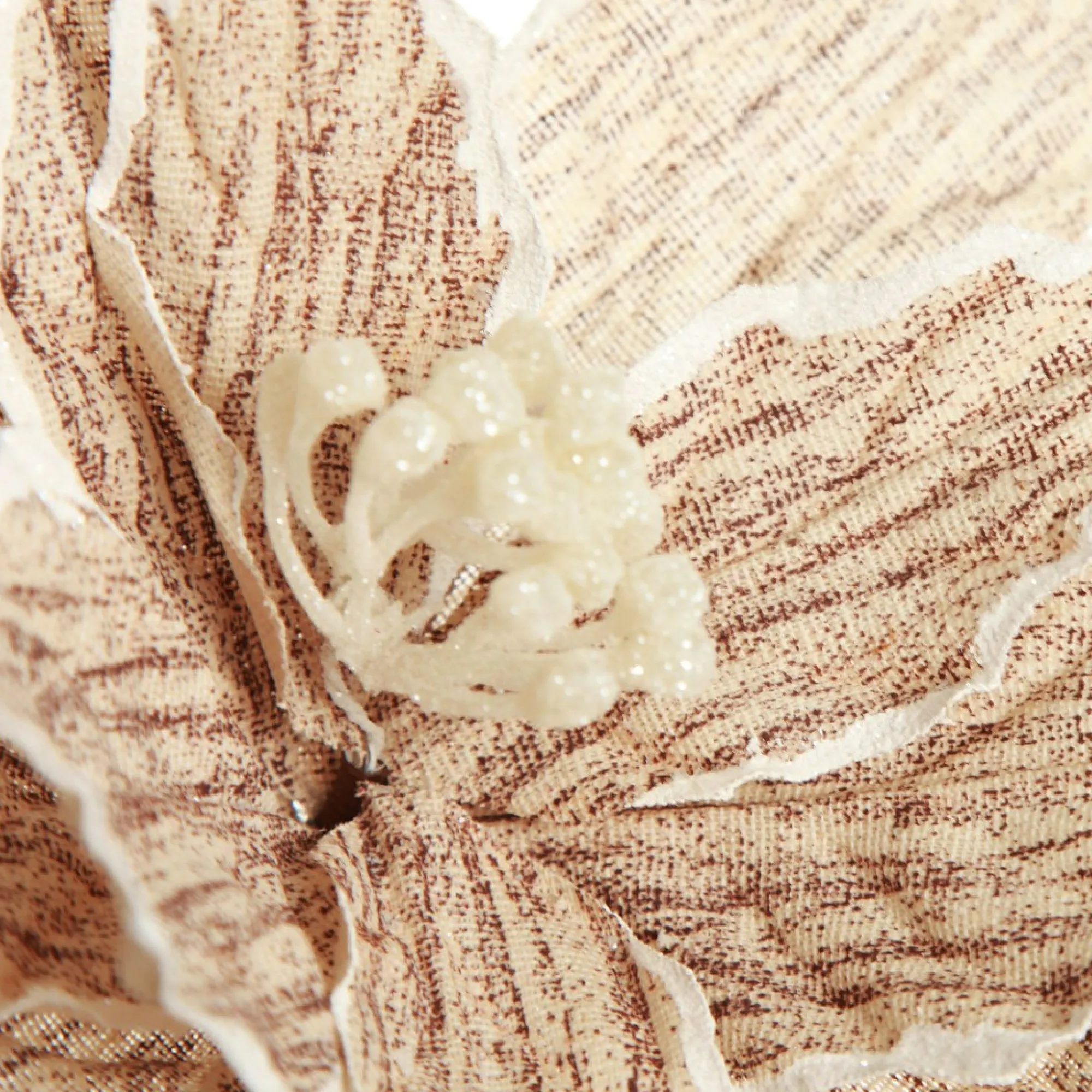 Natural Poinsettia Flower Clip with White Trim Flash Sale