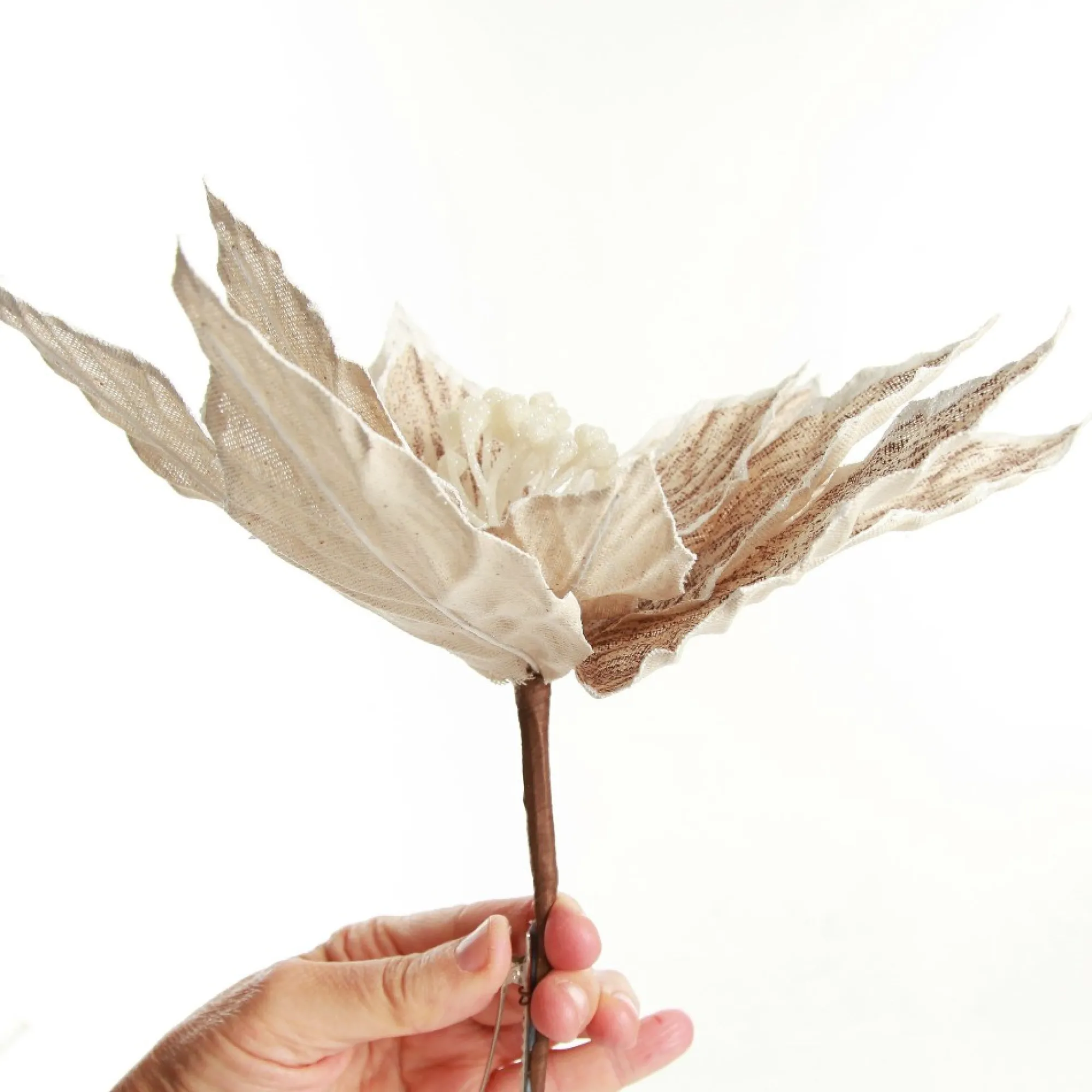 Natural Poinsettia Flower Clip with White Trim Flash Sale